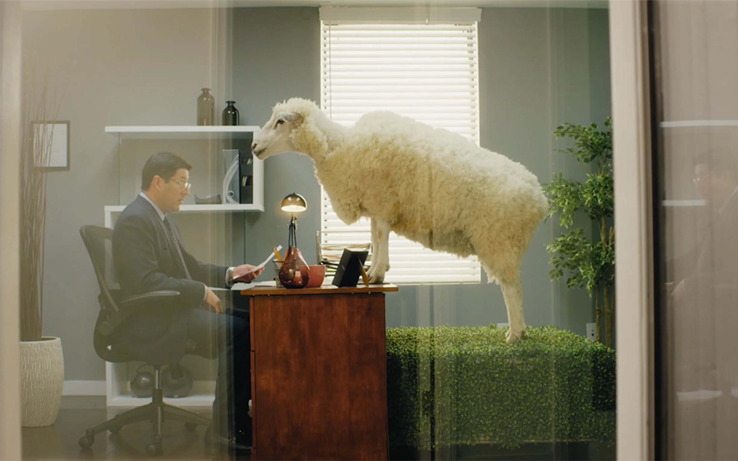 Sheep and man in office